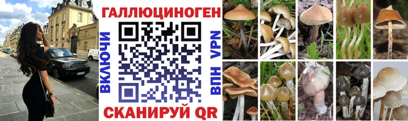 мега зеркало  цена   Курлово  Псилоцибиновые грибы Psilocybe 